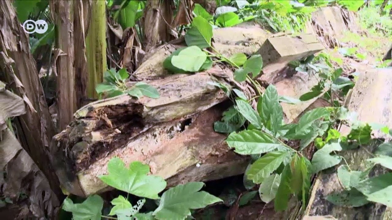 Die Holzdetektive | DW Deutsch