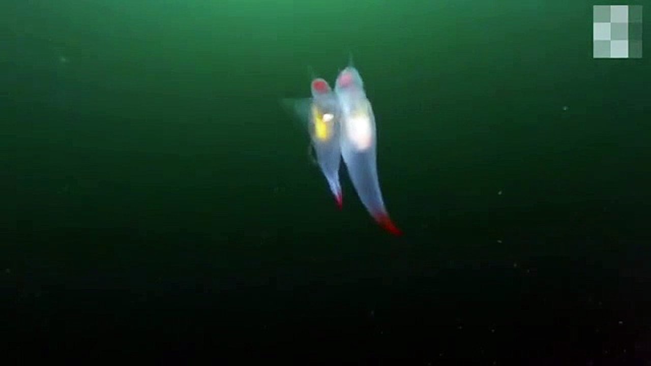 Kuzey Buz Denizinde Deniz Meleklerinin Görüntülendi