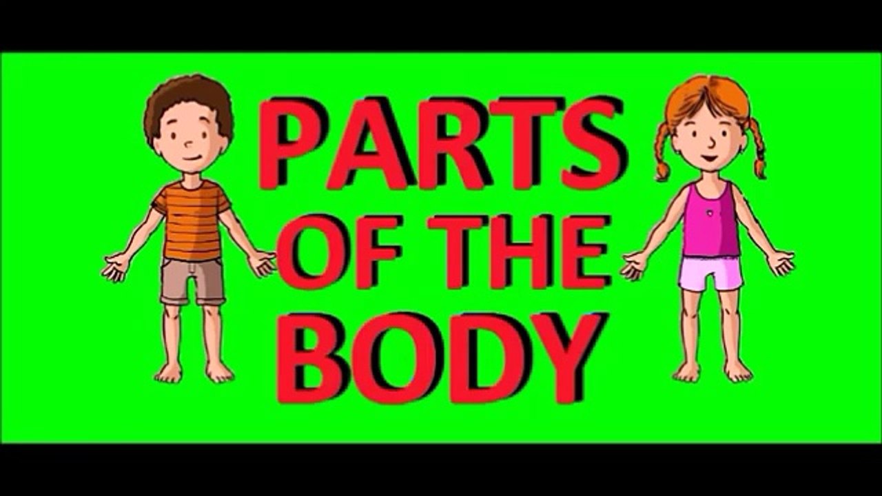 parties du corps en anglais - parties du corps