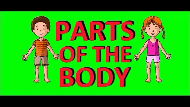 parties du corps en anglais - parties du corps