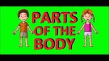 parties du corps en anglais - parties du corps