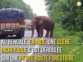 Un éléphant crée un embouteillage en volant les patates d'un camion !