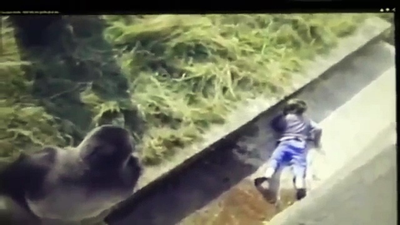 [와일드애니멀] 고릴라 우리에 떨어진 6살 소년