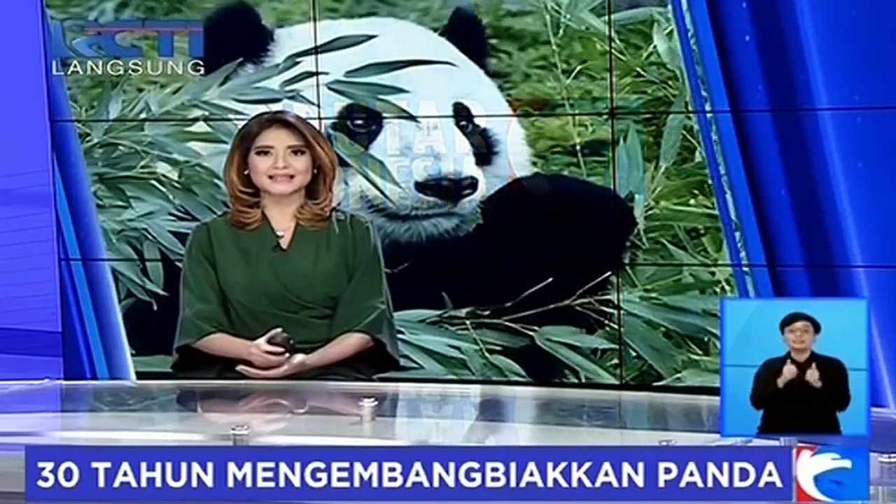 Betapa Gemasnya Panda-Panda Hasil Pembiakkan di Chengdu Ini