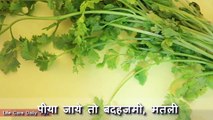 हरे धनिए के हैरान कर देने वाले फायदे | Health Benefits of Coriander in Hindi - Coriander Benefits