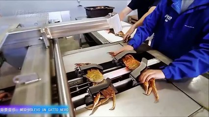 Comment sont décortiqués les crabes pour la grande distribution