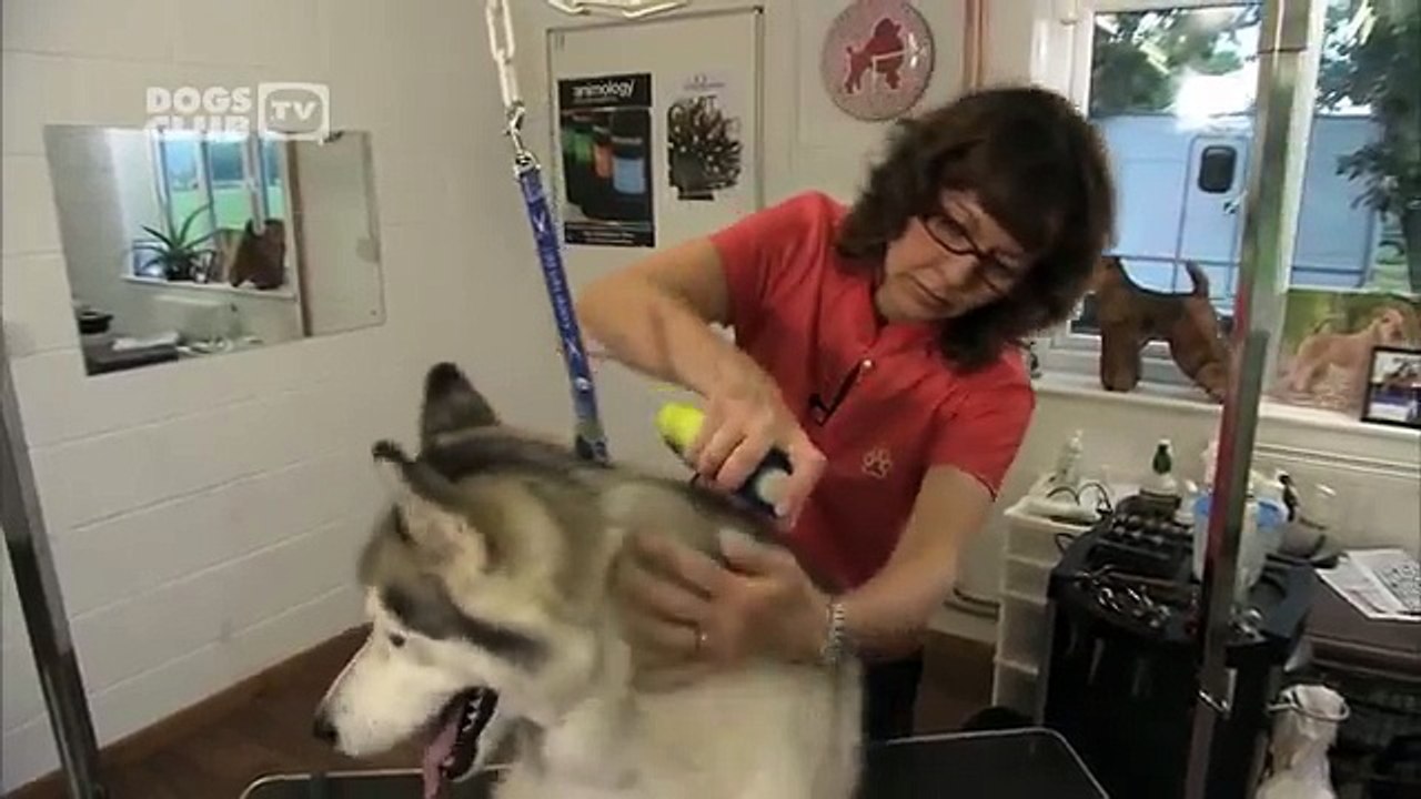 How to groom a double coated dog - Dog Grooming demonstration