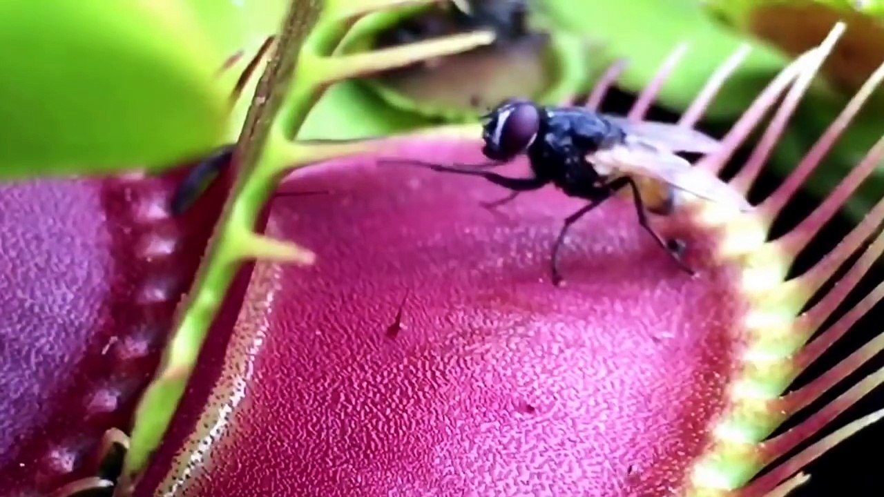 VENUS FLYTRAP JAWS OF DOOM!! 2016 compilation