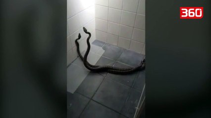 Po bente dush kur i hyjne ne banjo 2 gjarperinj, perdor fshesen per ti perzene (360video)