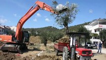 Edremit'te Pazar Yeri Yapımı İçin Zeytin Ağaçları Taşındı