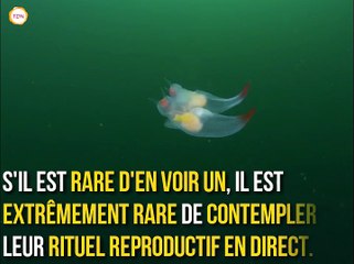 Rare : un biologiste filme deux anges de mer en train de s'accoupler