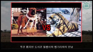 호랑이, 사자 vs 도사견, 핏불 [개가 이길 수 있다고!?] 논란 종결