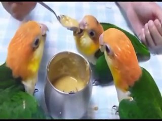 Parrots eating together very funny...