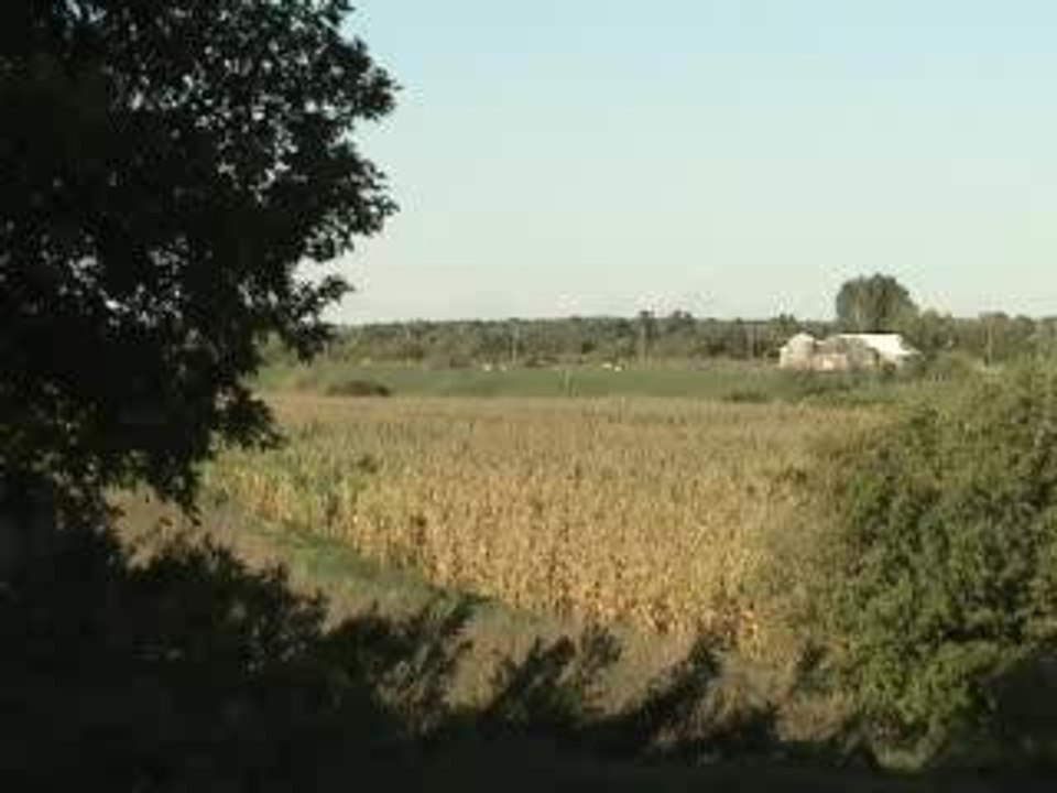 arbre et champ