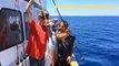 Yellowfin Tuna Fishing- Malihini - H&M Landing - San Diego, CA