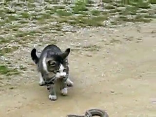 A snake attacks a cat and then....