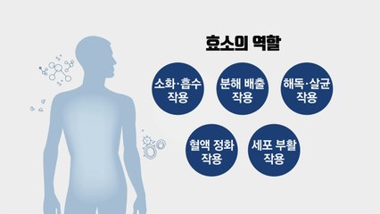 '생명의 불꽃' 효소 부족하면 소화와 대사작용에 적신호 / YTN