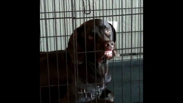 Ce chien s'est coincé la truffe dans la grille de sa cage !!