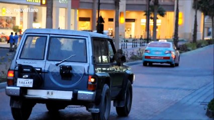 Tranquille ce singe assis sur un Nissan Patrol roulant au Qatar