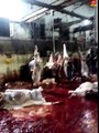 À Sfax: Scandale sanitaire et maltraitance animale dans les abattoirs Tunisien