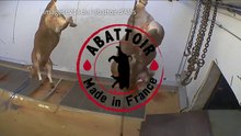 Maltraitance animale (Un exemple de France): Ferméture de l'abattoir municipal d'Alès