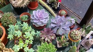 How to care for & grow Echeveria Succulent plants