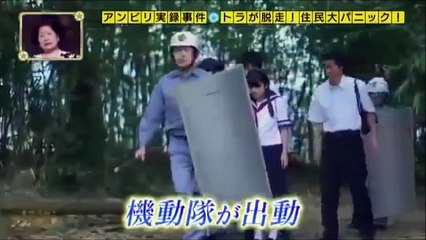 奇跡体験!アンビリバボー トラが脱走！住民大パニック 果たして結末は！