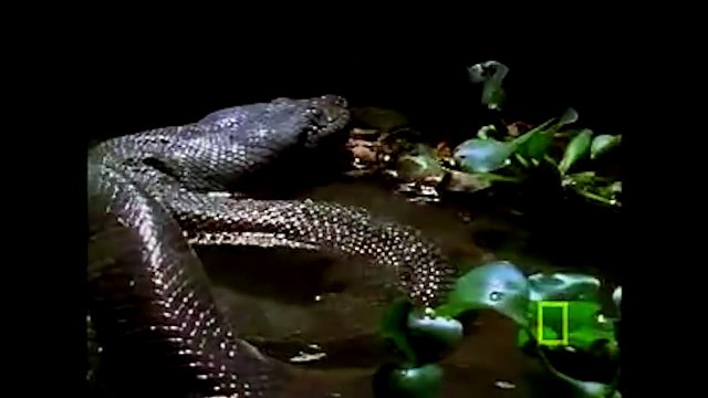 Rùng mình chứng kiến cảnh quái vật Nam Nỹ đẻ 1 lúc 40 đứa con