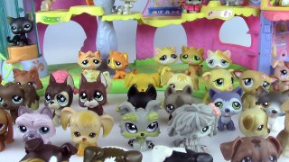 My Littlest Pet Shop Collection!