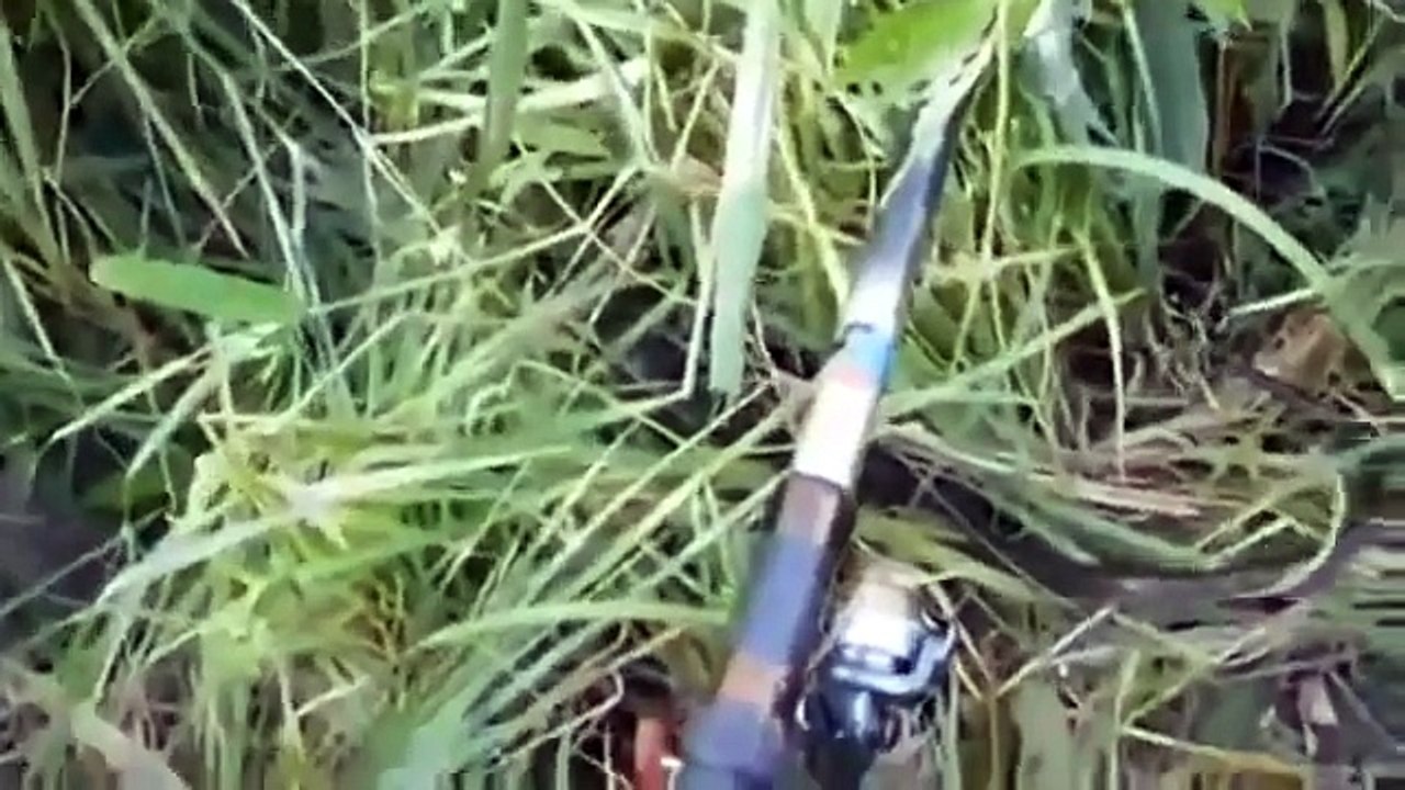钓鱼时大蛇跑出来，不小心就完蛋了