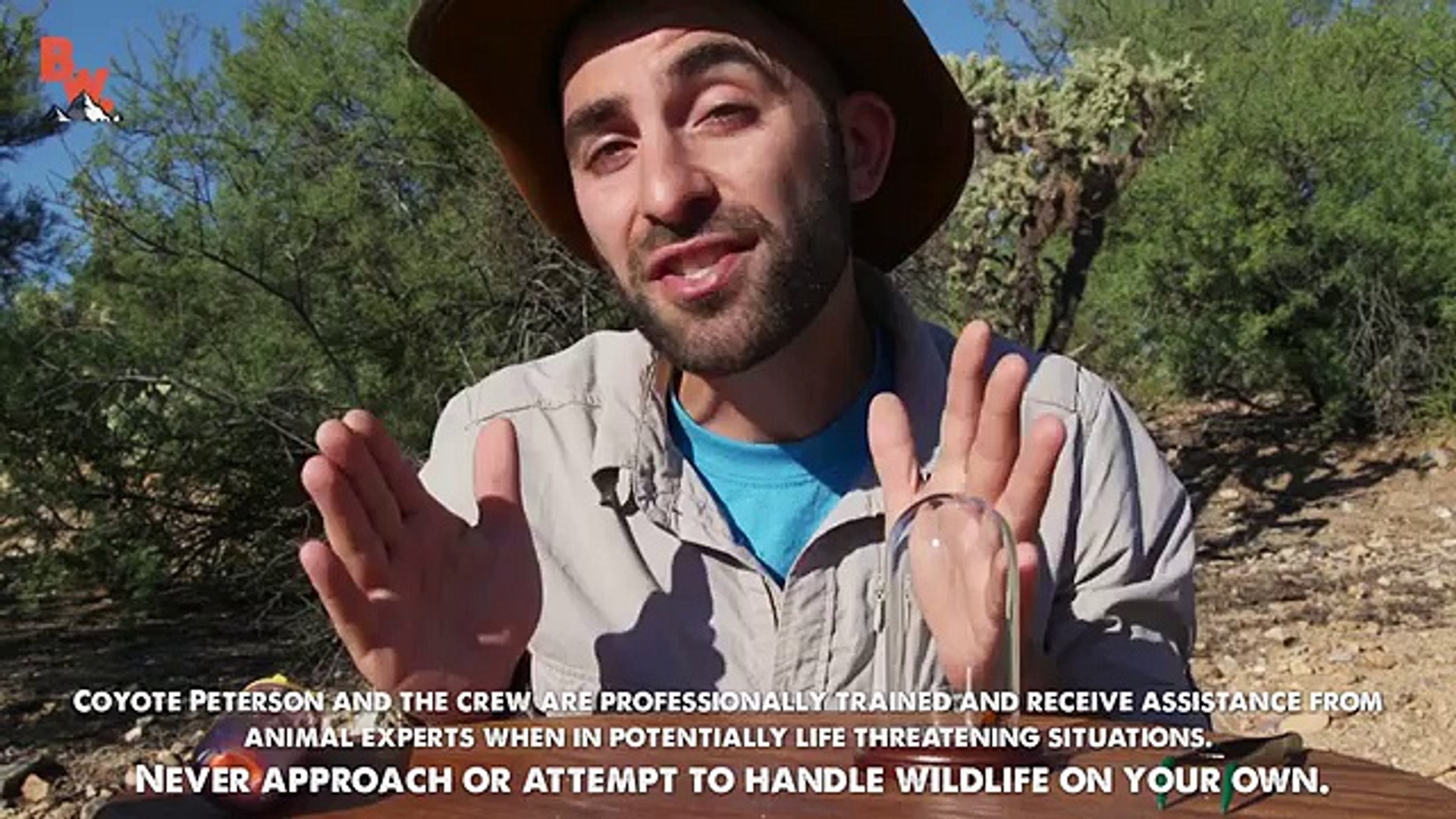 ⁣Documentary Ant STUNG by a COW KILLER!