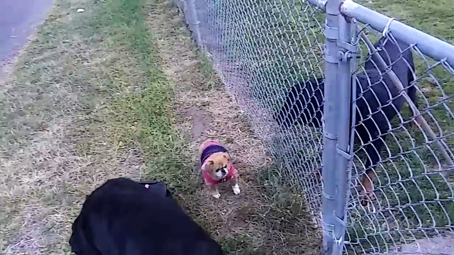 ⁣BIGGEST ROTTWEILERS EVER!!! AMERICAN ROTTWEILER VS ROMAN GLADIATOR!!!