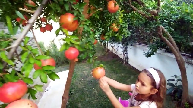 elifn yeni bebek arabası ile bahçede gezinti Nar topluyoruz. bebişte bizimle