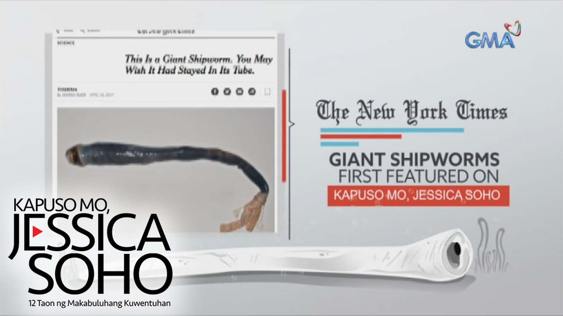 Kapuso Mo, Jessica Soho: Giant 'tamilok' Shipworms, kilala na rin sa ibang bansa