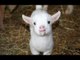Baby Goats - Funny And Cute Baby Goats Compilation BEST OF