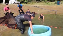 Giant koi fish | Amazing jumbo koi carp | Tancho Showa mudpond harvest