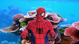 Spiderman Spills Ketchup On Elsas Dress SUMO Battle Fun Superhero Kids In Real Life In 4K