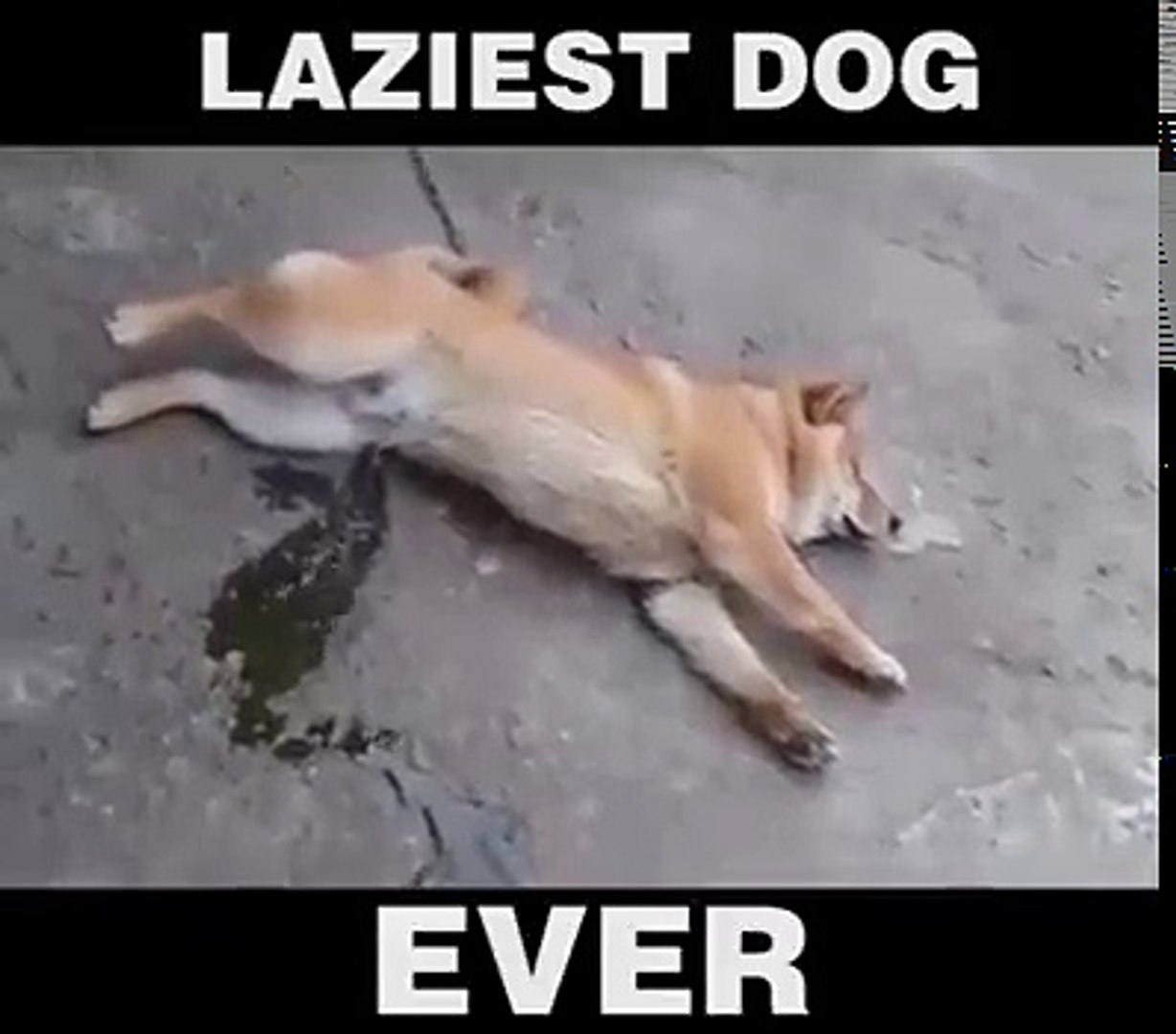 laziest dog breed in the world