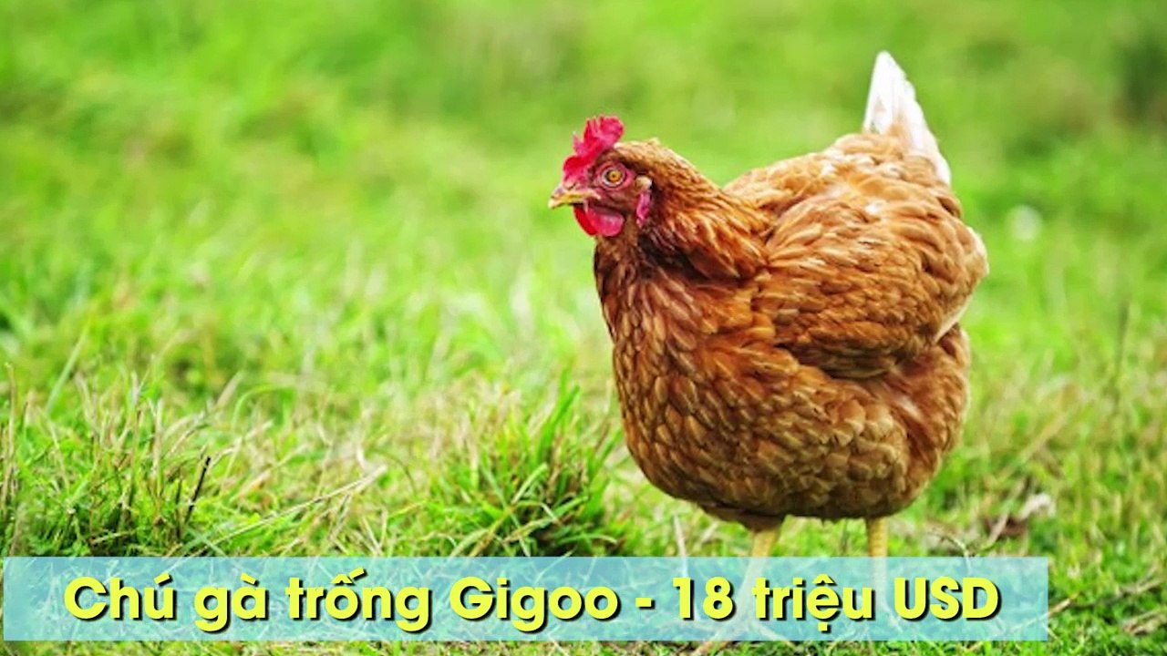 Những thú cưng được xếp hạng triệu phú đô la mỹ với khối tài sản khủng nhất mọi thời đại