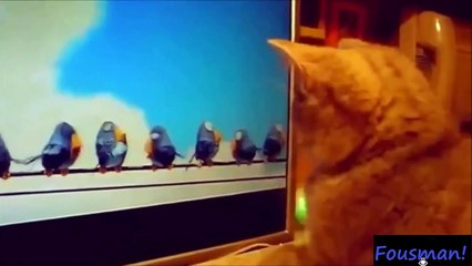 Bu kediler çıldırmış -)