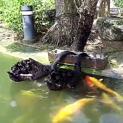 What You Need to Know About Feeding