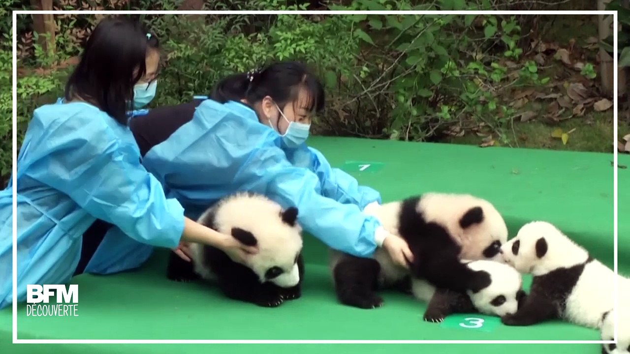 Ces pandas ne tiennent vraiment pas en place