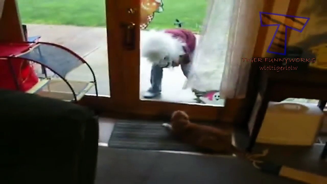Funny cats scared of random things - Funny cats compilation