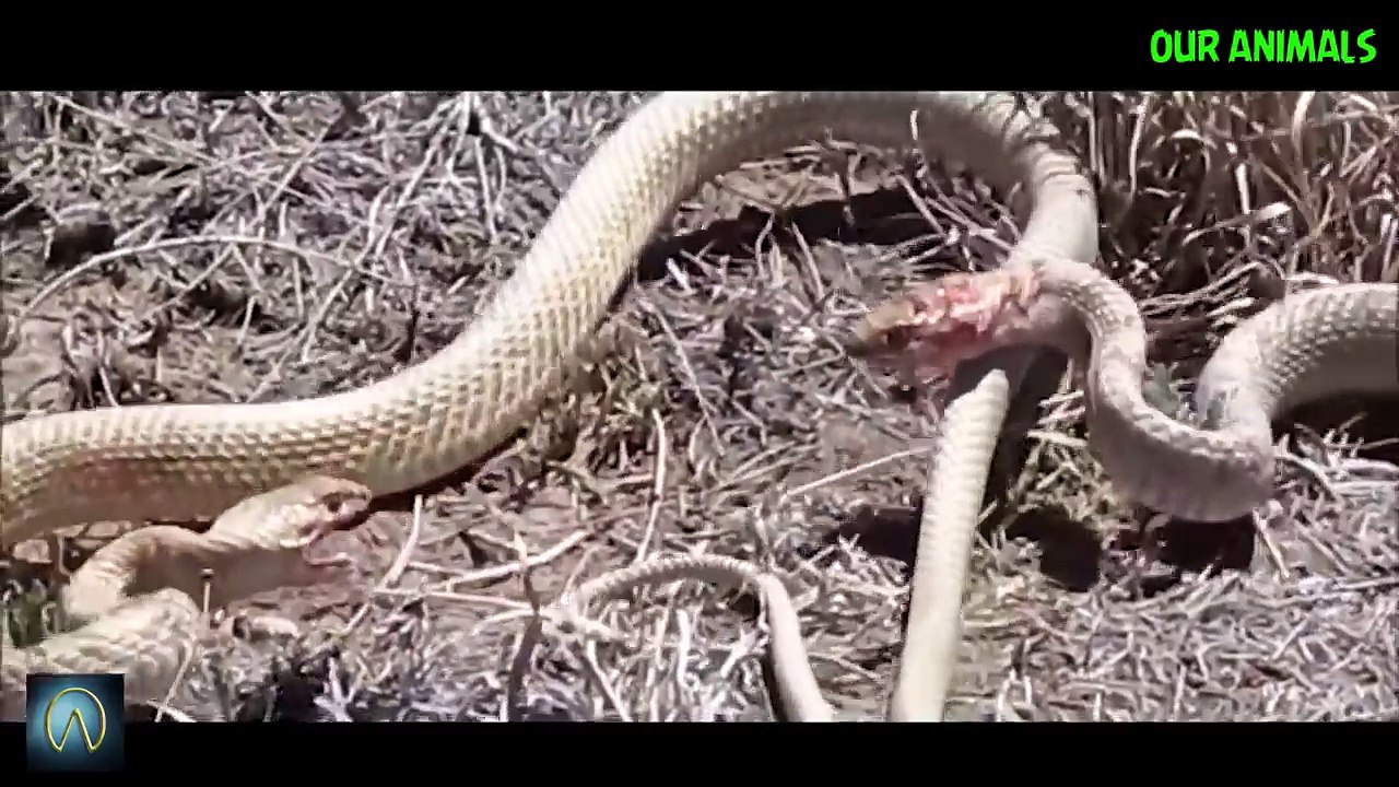 สารคดีสัตว์โลก:การต่อสู้ของงูDocumentary Animal Planet: The Battle of the Snake