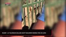 Rugby - Scott Baldwin : Le talonneur gallois mordu par un lion ! (Vidéo)