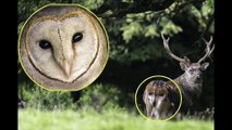 Un cerf a un hibou sur son derrière, une photo prise sur le vif à l'illusion parfaite