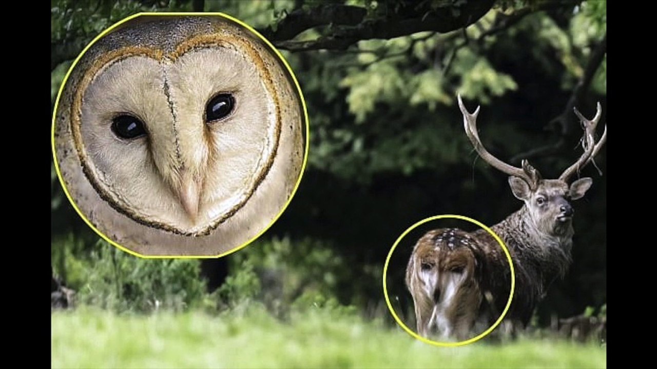 Un cerf a un hibou sur son derrière, une photo prise sur le vif à l'illusion parfaite