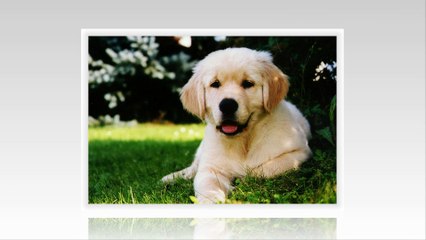 Golden Dogs - They are  your lovely friends.