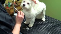 Puppy Cut Ears - Different Shapes - Do-It-Yourself Dog Grooming