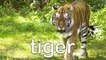 Jungle Animals for Kids - Learn Jungle Animal Names